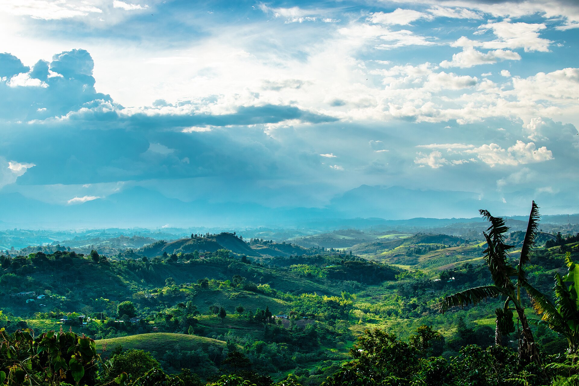 Heuvellandschap met koffievelden in Colombia