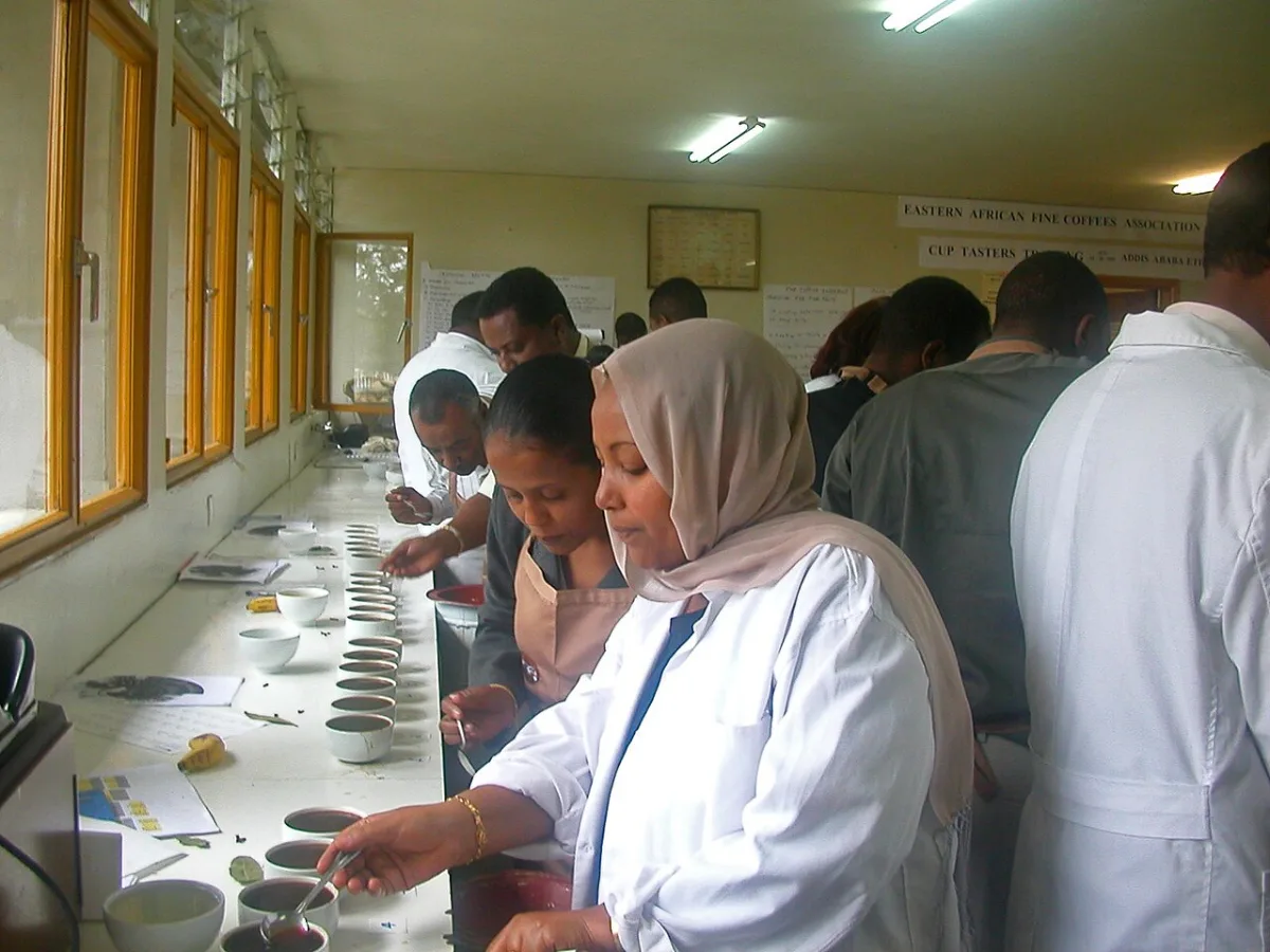 Proevers beoordelen monsters koffie aan een cuppingtafel in Ethiopie